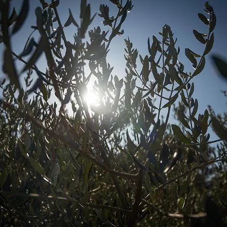 Dom wakacyjny Olive Eden